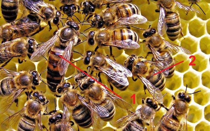 Пчелиные матки (1) крупнее, чем рабочие пчелы (2)