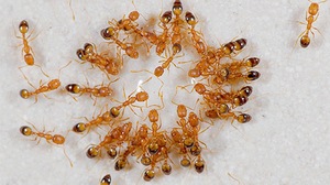 Рыжие муравьи в ванной комнате