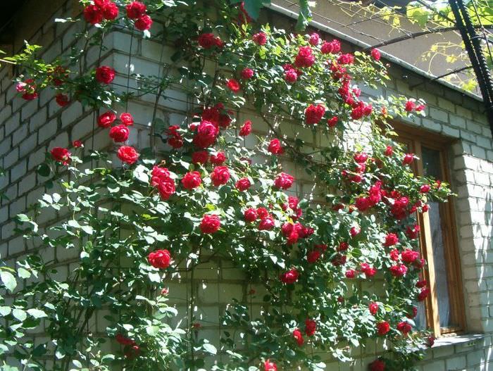Красная плетистая роза на стене кирпичного дома